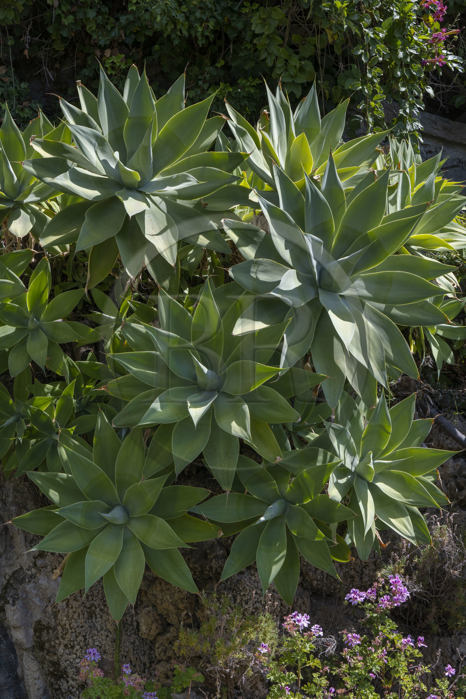 Italie, Ligurie, Province d'Imperia, Vintimille, Jardin botanique Hanbury, agave à cou de cygne (Agave attenuata)