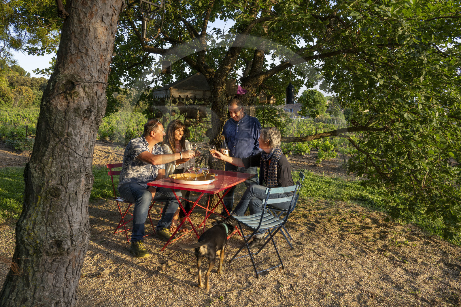 France, Vaucluse (84), Dentelles de Montmirail, Beaumes-de-Venise, Mas de l’Evajade, la maison d’hôtes vigneronne de Corinne et Pascal Bernard