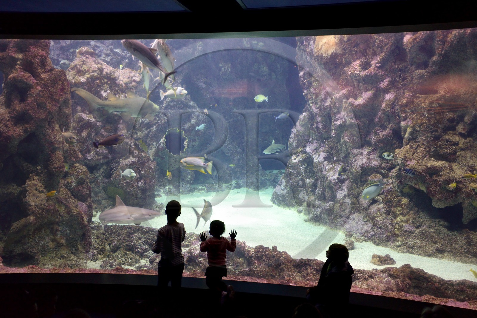 France, Finistère (29), Brest, Océanopolis