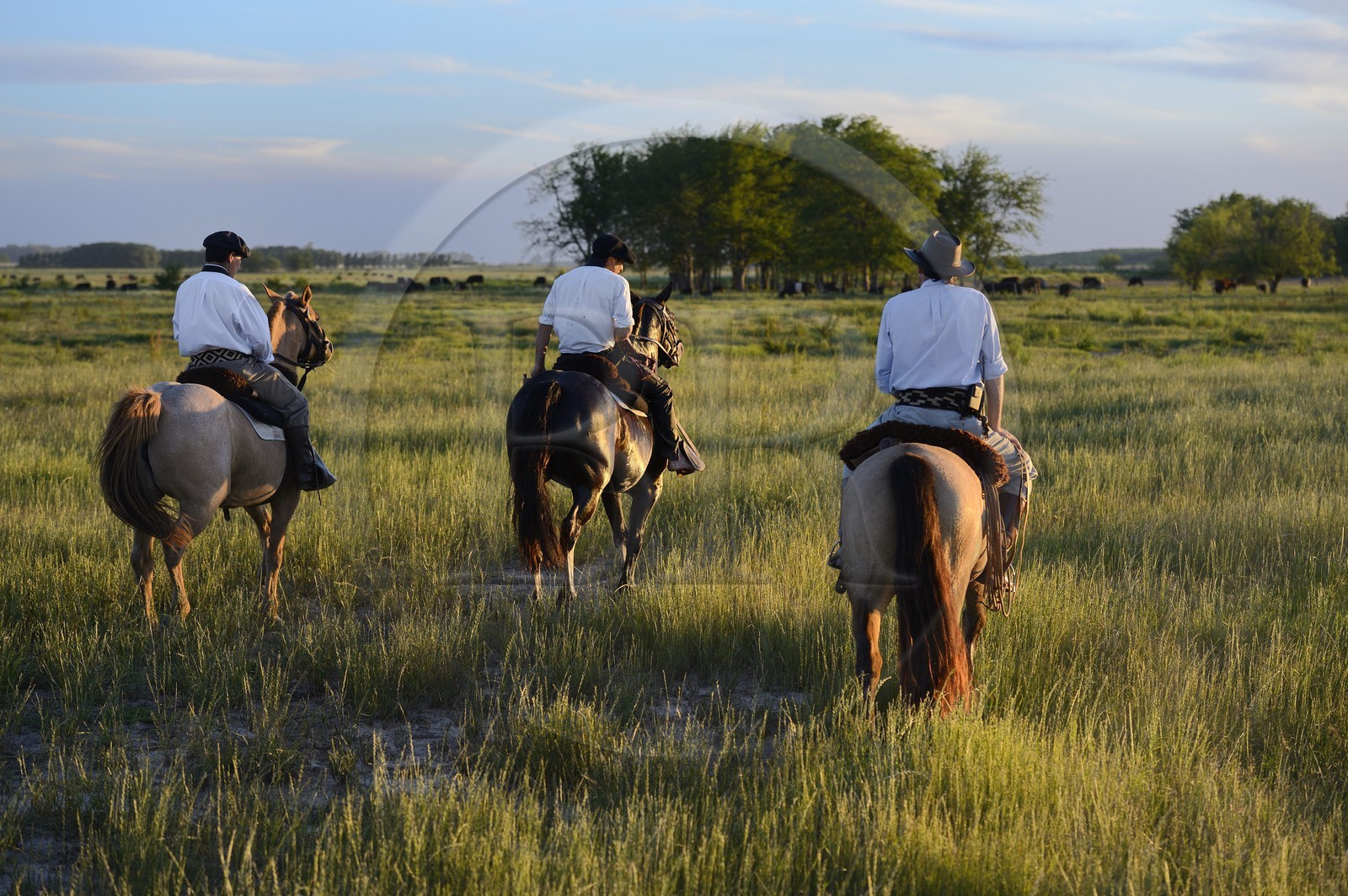 Argentina, Buenos Aires Province, San Antonio de Areco, estancia La Bamba de Areco, gauchos at work in the pampas