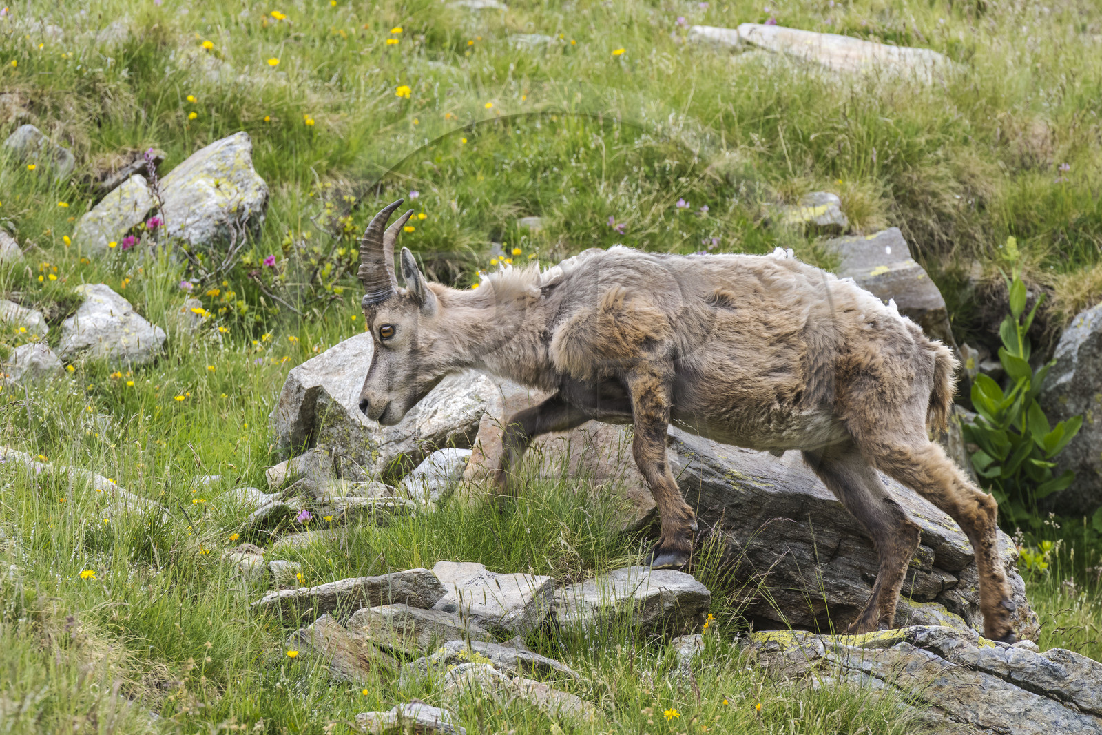 France, Alpes-Maritimes (06), parc national du Mercantour, Haute-Vésubie, Saint-Martin-Vésubie, Val du Haut Boréon, bouquetin des Alpes (Capra ibex) femelle appelée étagne vers le lac de Trécolpas