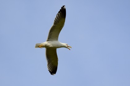 France, Finistère (29), La Foret Fouesnant, archipel des Glénan, Ile de Penfret