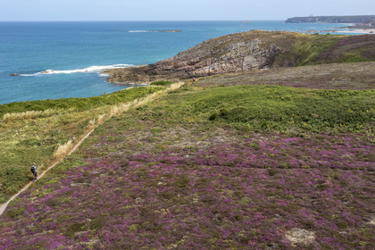 France, Côtes d'Armor (22), Grand Site de France Cap d'Erquy – Cap Fréhel, Fréhel, la bruyère cendrée est très présente dans la lande que traverse le chemin de Grande Randonnée GR34 et le phare du Cap Fréhel en arrière plan(vue aérienne)