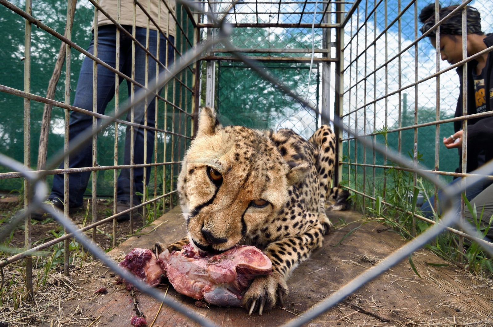 Namibie, Otjiwarongo, Cheetah Conservation Fund, centre de recherche et d'éducation, administration de fluides sous-cutanés 3 fois par semaine au guépard (Acinonyx jubatus) appelé Mendel souffrant d'insuffisance rénale chronique et la vétérinaire Emma Alfonso en arrière plan