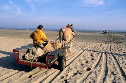Belgique, Flandre-Occidentale, plage de Oostduinkerke, les pêcheurs de crevettes à cheval tractant leurs chariots sur la plage