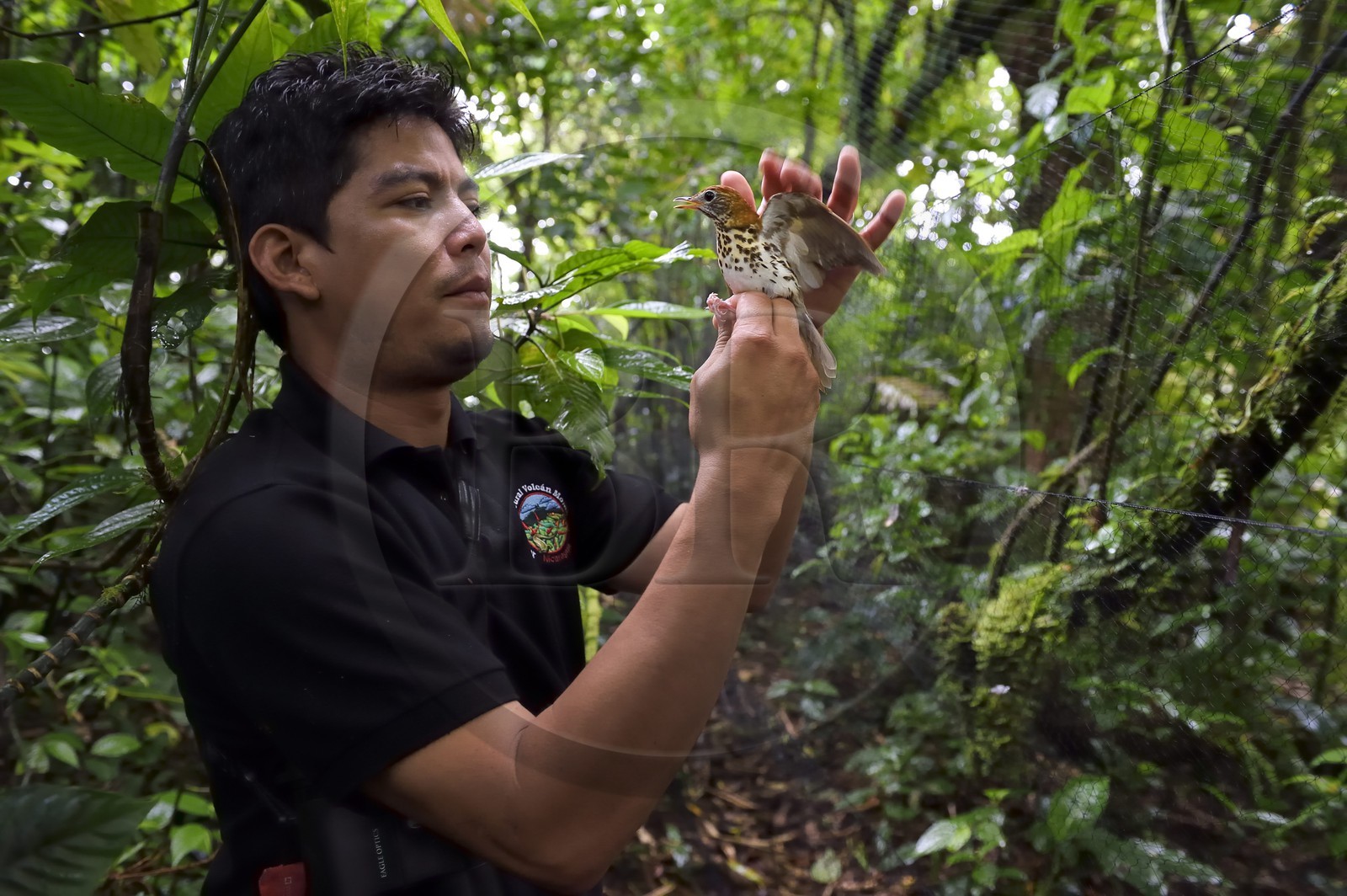 Nicaragua, Granada Department, Mombacho Volcano Nature Reserve, the biologist Roger Mendieta from the NGO foundation Cocibolca with a Wood Thrush (Hylocichla mustelina) caught in his nets for observation