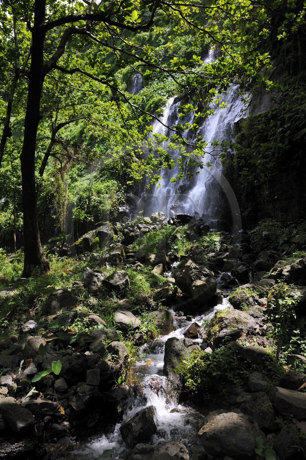France, Reunion island (French overseas department), Anse des Cascades, south of Piton Sainte Rose, listed as World Heritage by UNESCO