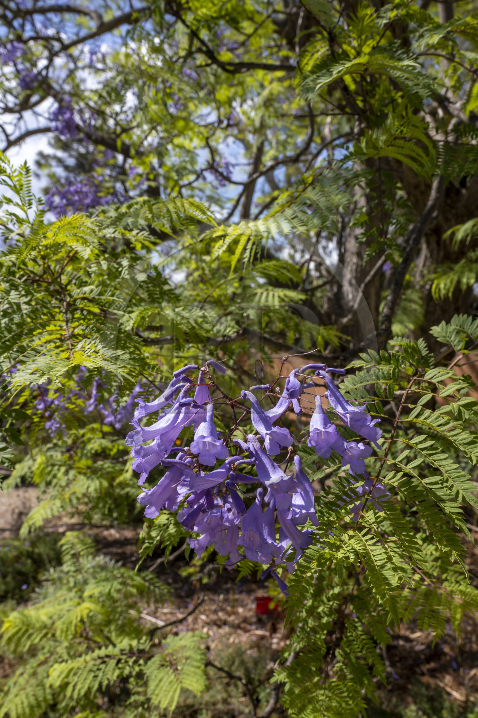 France, Alpes-Maritimes, Antibes, The Botanical Garden of Villa Thuret (attached to INRAE), labeled Jardin Remarquable (Outstanding Garden) and Remarkable Tree,