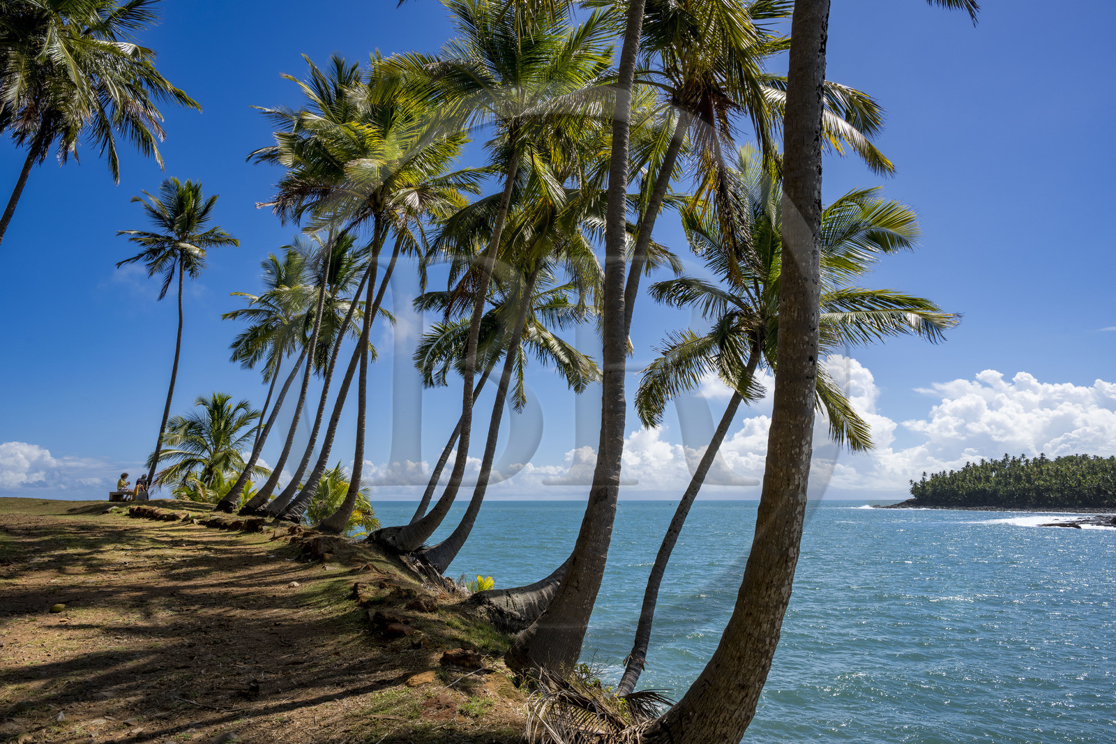 France, Guyane, Kourou, Iles du Salut, Ile Royale, allée de cocotiers et vue sur l'Ile Saint-Joseph