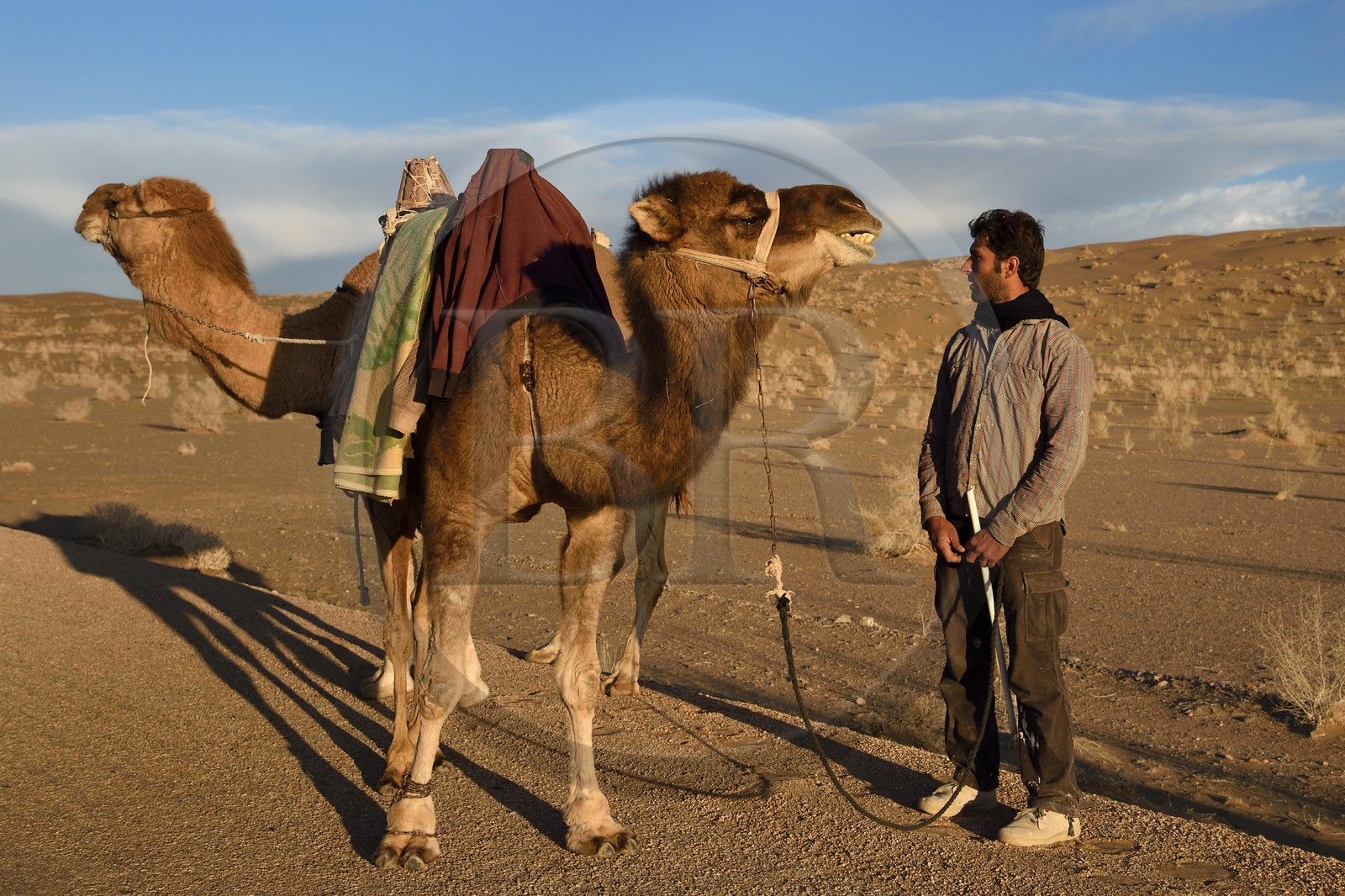 Iran, Province d'Ispahan, désert du Dasht-e Kavir, Mesr dans la région de Khur et Biabanak, chamelier et ses dromadaires dans le désert au soleil couchant
