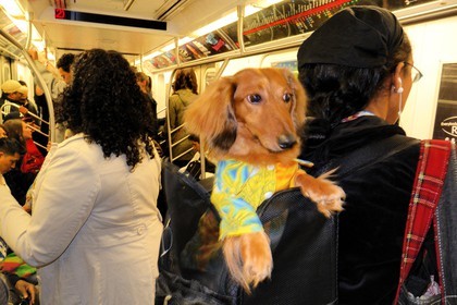 Etats-Unis, New York, Manhattan, chien dans le metro