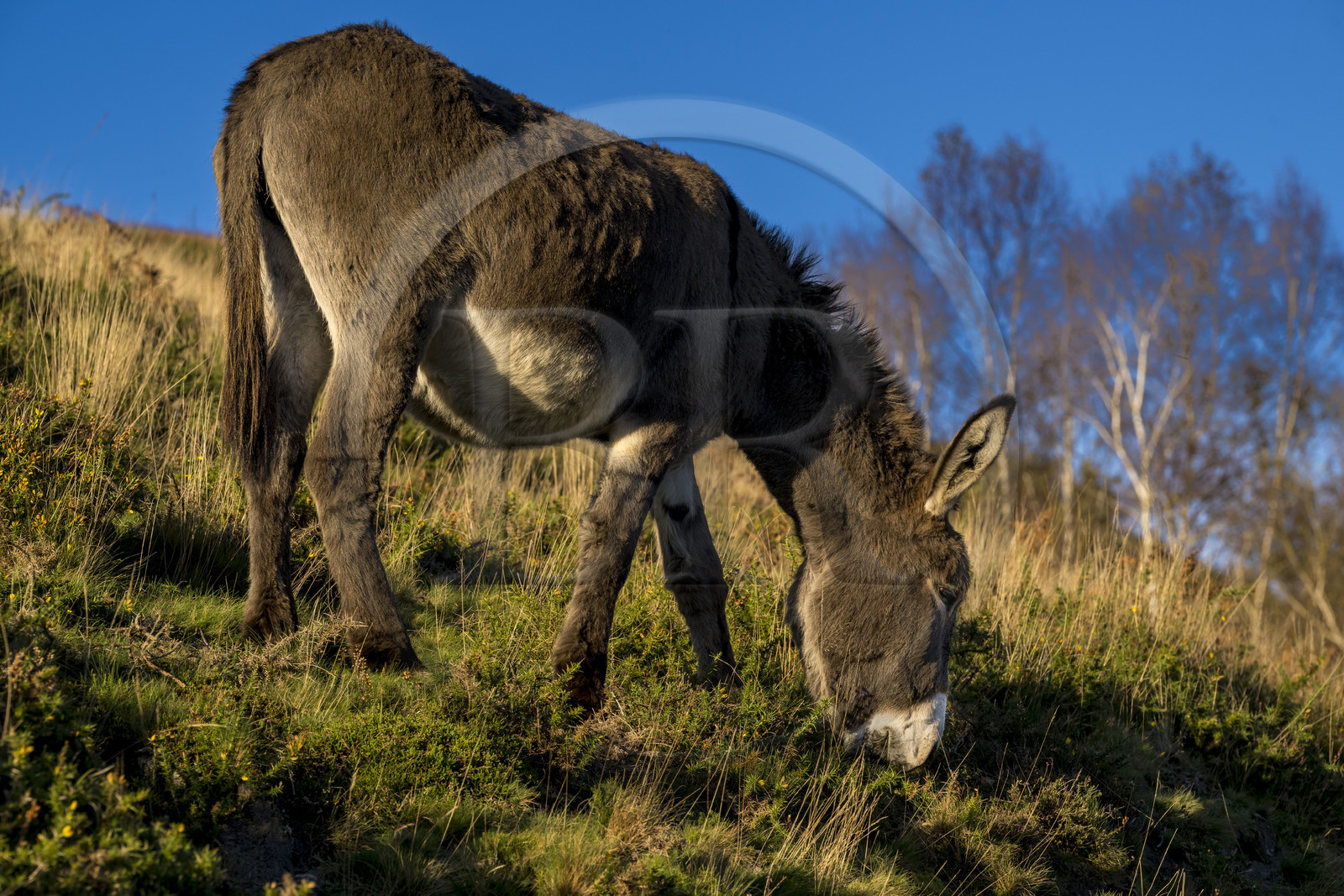 France, Pyrénées-Atlantiques (64), Pays-Basque, la vallée des Aldudes, âne