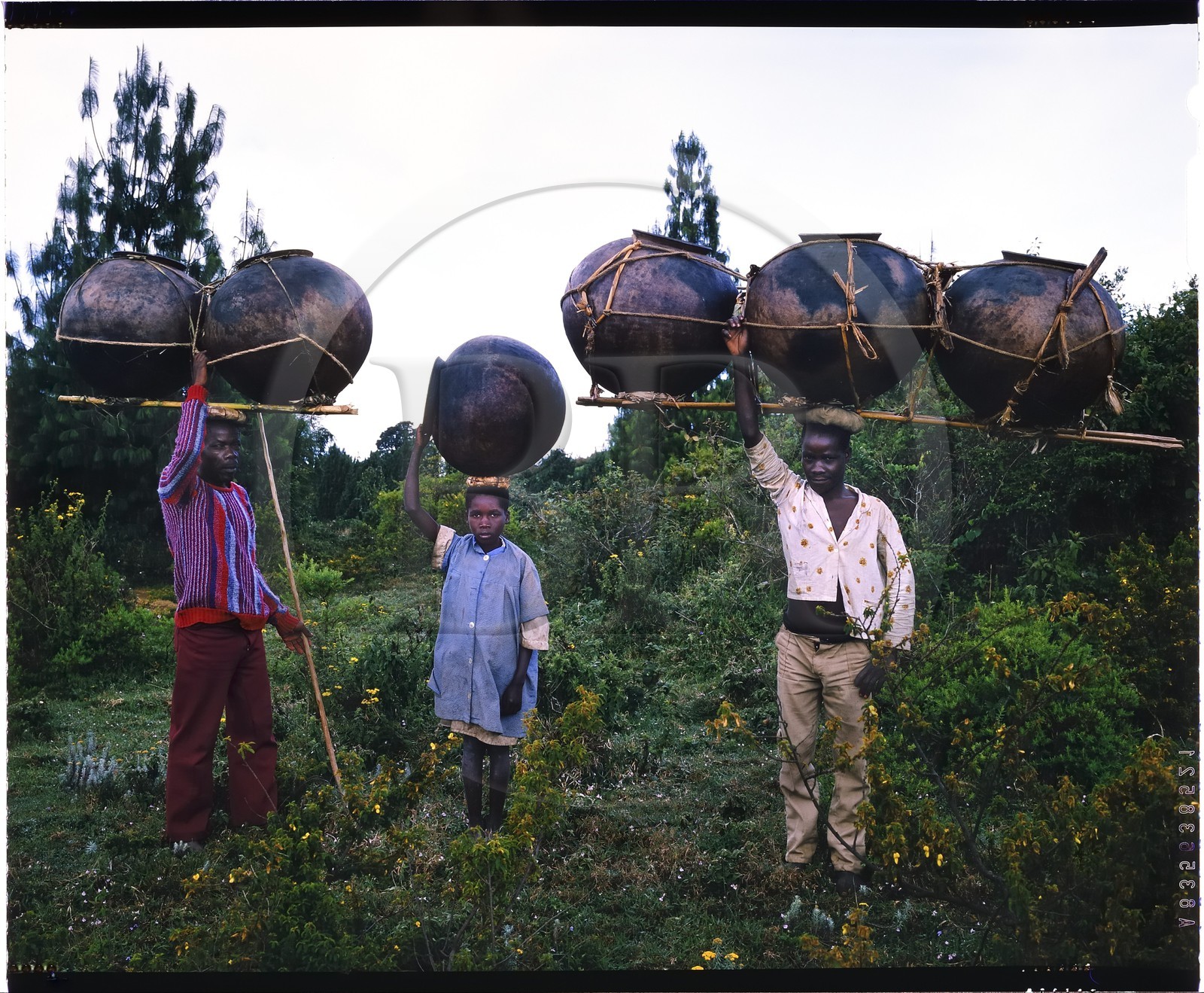 Burundi, province de Bujumbura, région d'Ijenda, groupe de Twa ou Batwa (pygmées) se rendant au marché pour vendre leurs pots, les pygmées (Batwa) étaient chasseurs et potiers mais n'ayant plus, ou presque, de gibiers à chasser, leur principale activité reste la confection de pots d'argile faits sans tours et cuits au feu de paille et de branchages (reproduction plan-film inversible 4x5)