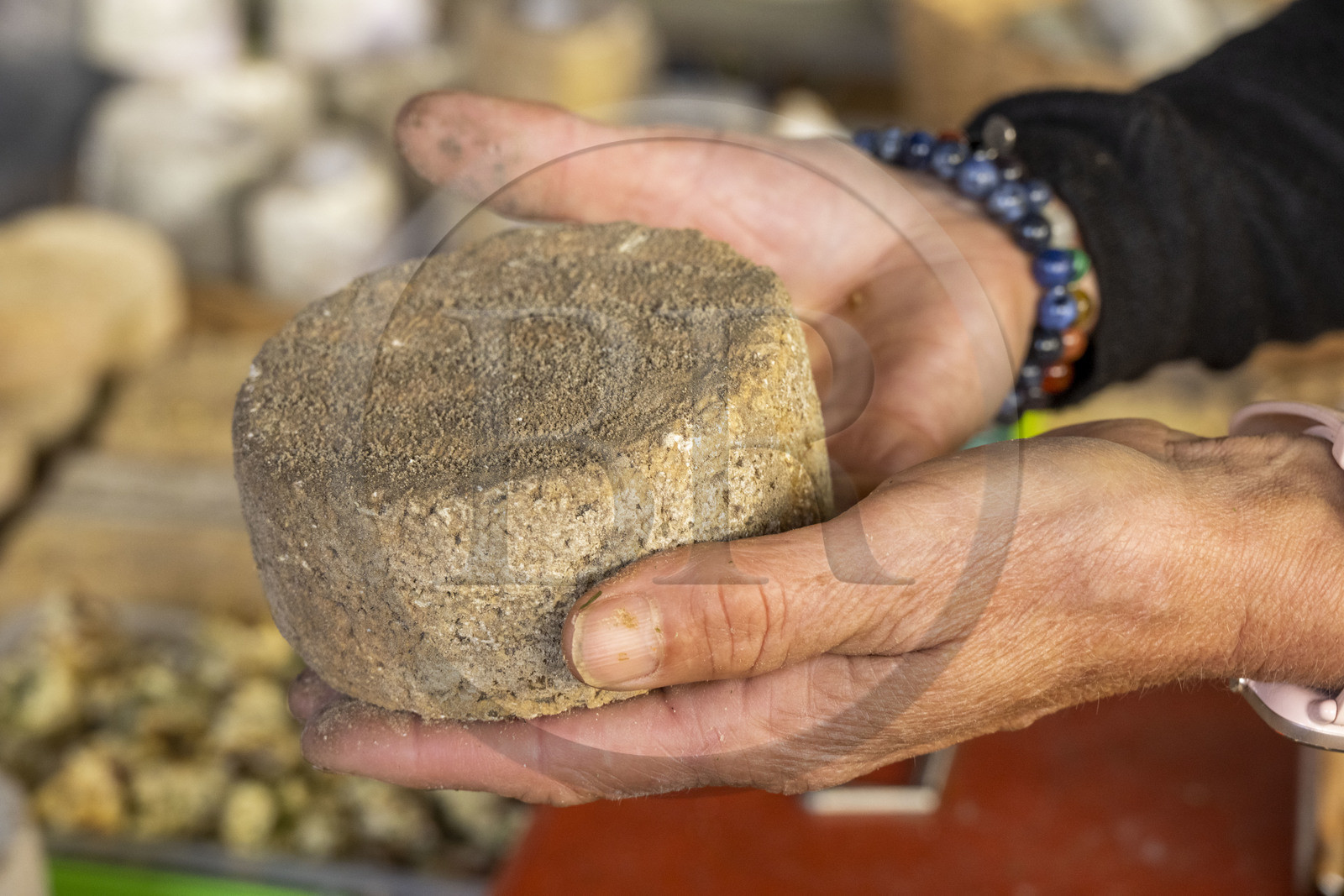 France, Lozère (48), Langogne, le marché sous la Halle aux grains, fromages fermiers bio au lait cru Lou Prat d'Estébé de Cathy et Michel Dupire, Fromage aux artisous, acariens se développant sur la croute et participant à l'affinage
