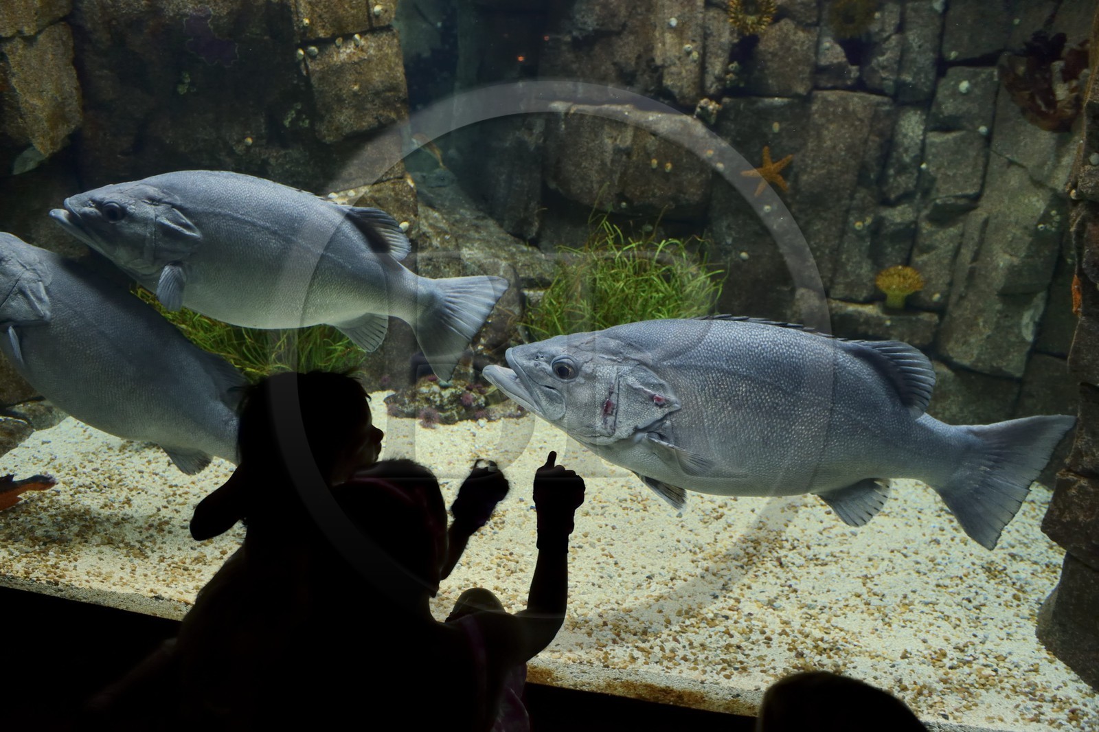 Portugal, Lisbonne, Parque das Nações (Parc des nations) construit pour l'exposition universelle de 1998, Oceanário (Oceanarium), aquarium