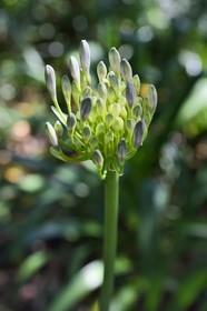 France, Var, Le Rayol Canadel sur Mer, Domaine du Rayol, Conservatoire du Littoral Estate compulsory mention, Jardin des Mediterranees designed by landscaper Gilles Clément, South African Garden, agapanthus