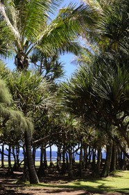 France, Ile de la Reunion, côte sud, Saint-Philippe, le Cap Méchant est situé le long d'une côte déchiquetée de roche volcanique frappée par la houle et typique de la région appelée Sud sauvage, vacoa (Pandanus utilis)