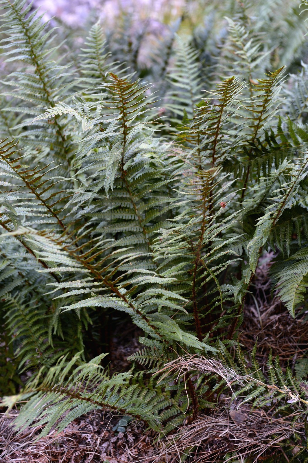 France, Corse du Sud, Alta Rocca, massif of Bavella, Osmunda regalis fern