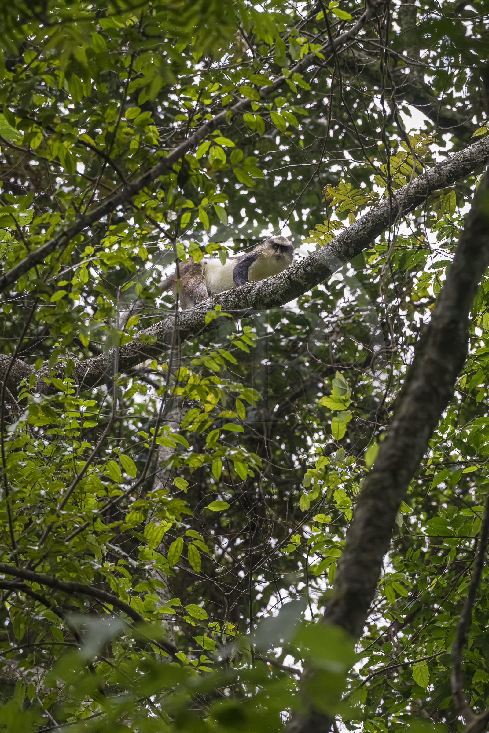 Rwanda, Western Province, Nyakabuye, Nyungwe National Park, natural tropical rain forest of Cyamudongo, Dent's mona monkey (Cercopithecus denti)