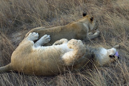 Zimbabwe, province des Midlands, Gweru, Antelope Park qui abrite ALERT (African Lion and Environmental Research Trust), jeune lion et lionne (panthera leo)