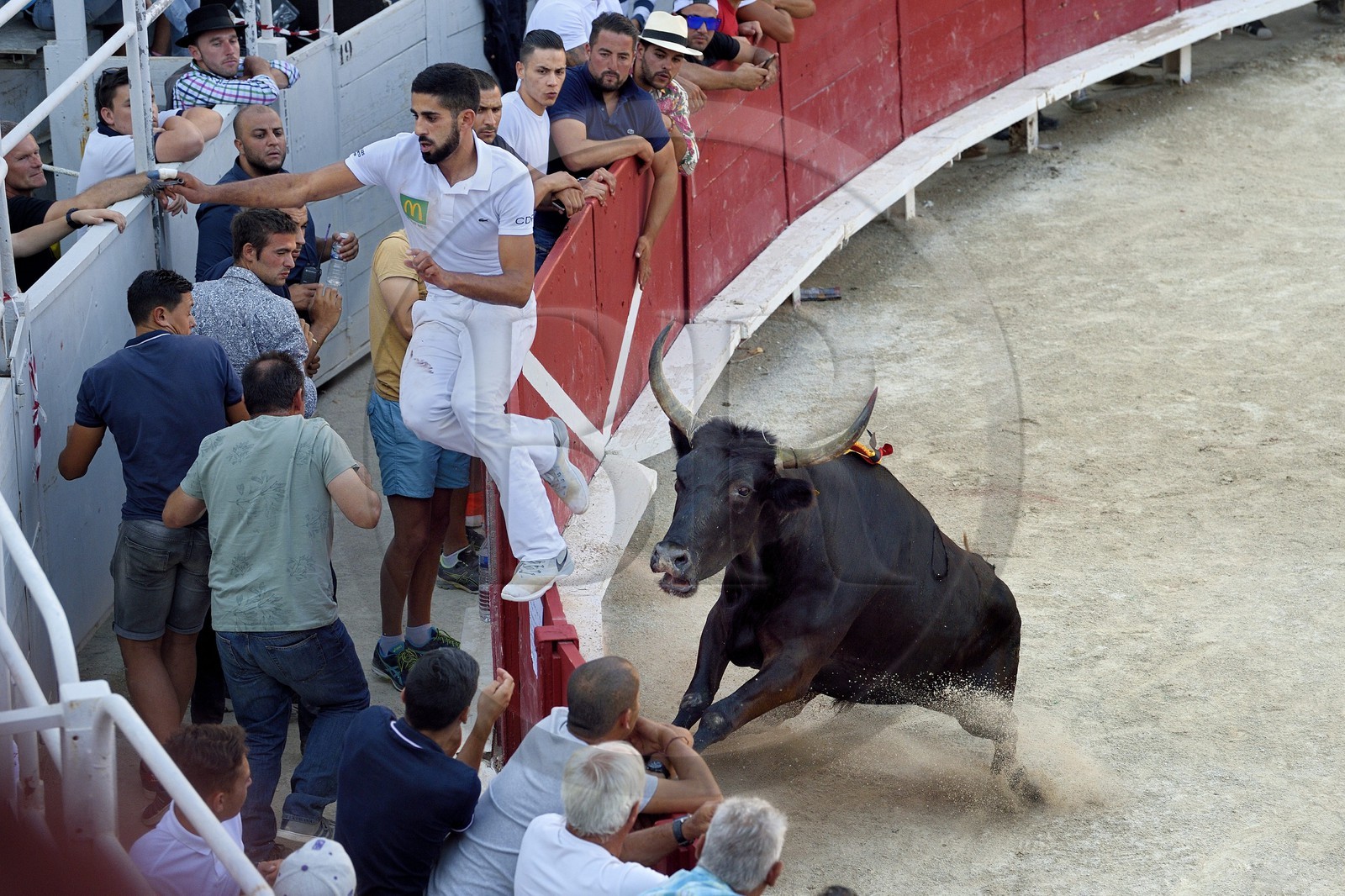 France, Bouches-du-Rhône (13), Arles, la course camarguaise  de la Cocarde d'Or aux Arènes, le raseteur Joachim Cadenas gagnant de l'édition 2017