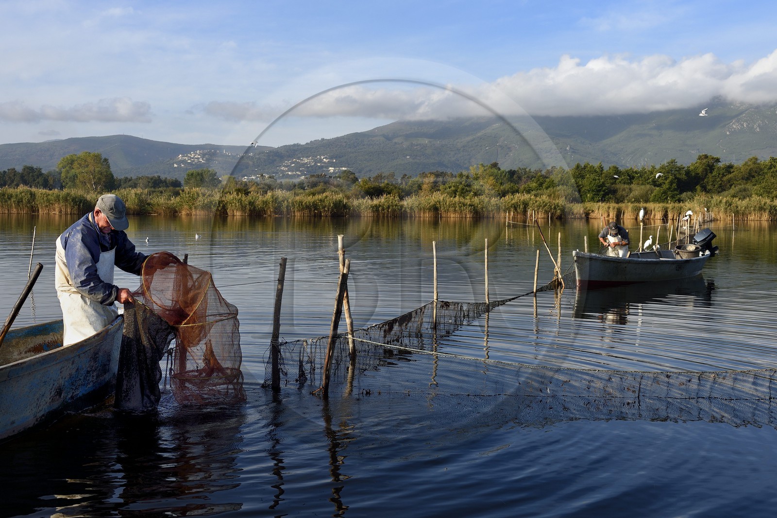 France, Haute-Corse (2B), l'étang de Biguglia (stagnu di Chjurlinu), réserve naturelle de Corse (RNC), pecheurs relevant les filets tendus sur des pieux d'aulne