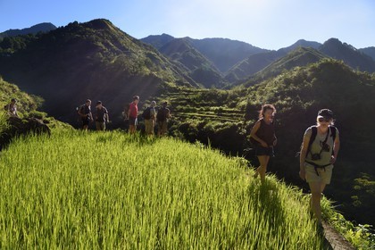 Philippines, province d'Ifugao, randonnée dans les rizières en terrasses de Banaue autour du village de Cambulo, classées Patrimoine Mondial de l'UNESCO