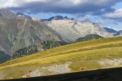France, Hautes Pyrenees, Saint Lary Soulan and Vielle-Aure, hike on a variant of the GR10 between the Portet pass and the Bastan lakes on the edge of the Neouvielle nature reserve in the background, herd of cows in the summer pasture