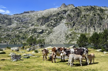 France, Hautes Pyrenees, Saint Lary Soulan and Vielle Aure, Neouvielle National Nature Reserve, Neouvielle lakes hike, cows in mountain pastures at Aubert lake