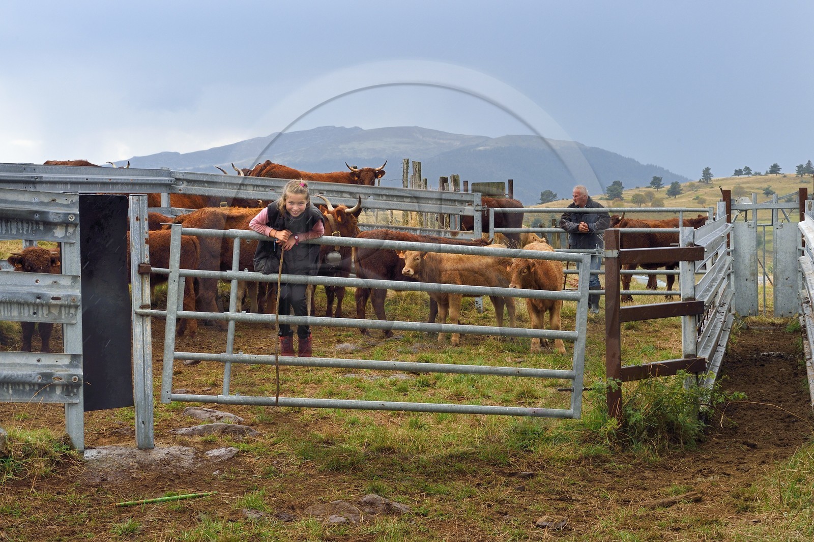 France, Cantal, Chastel-sur-Murat plateau on the Way of St. James to Santiago de Compostela by Via Arverna, Salers cows in the cattle pen