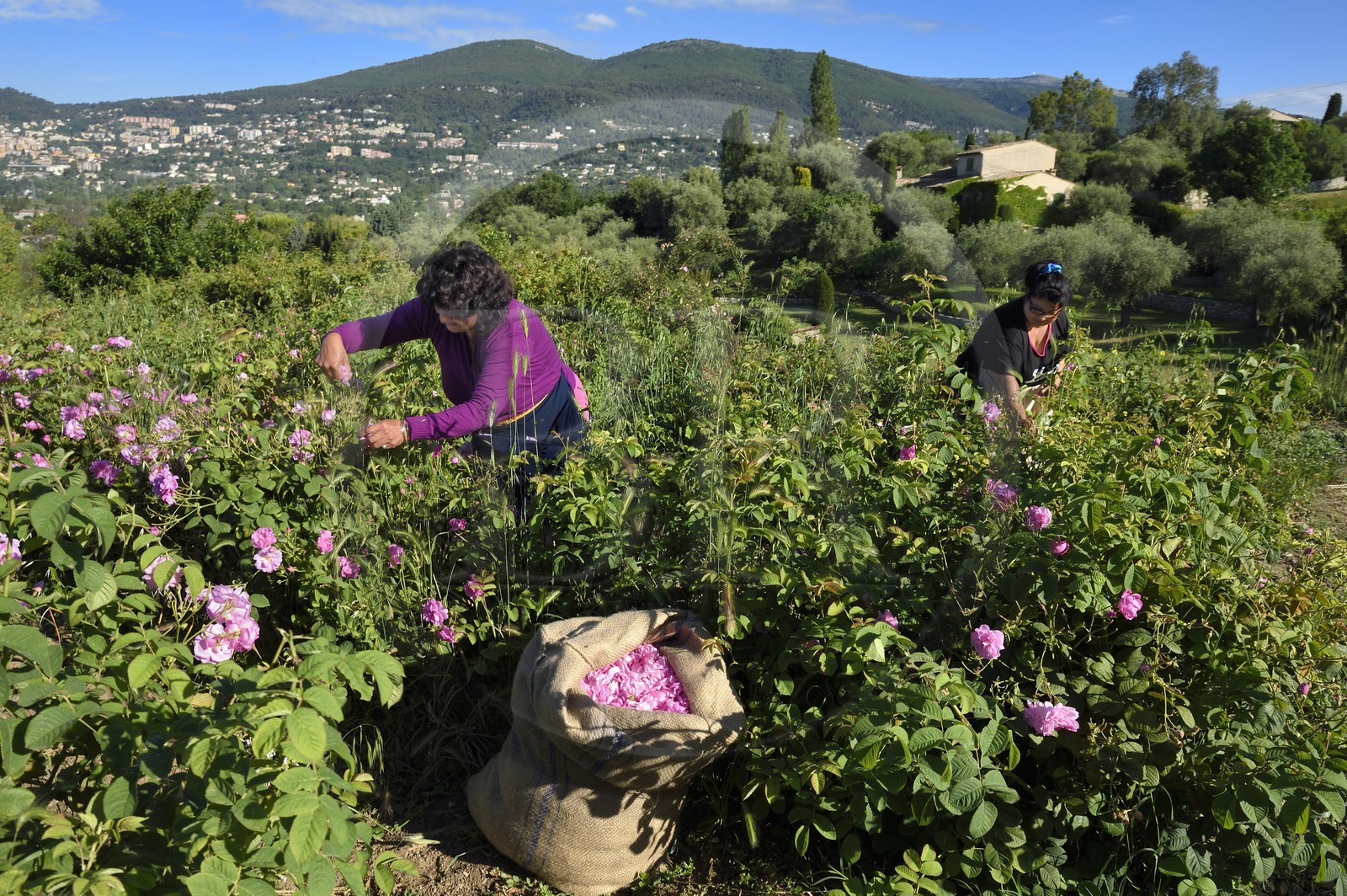 France, Alpes-Maritimes (06), Grasse, cueillette dans le champ de rose Centifolia de l'horticulteur Constant Viale par la gitane Nini Lafleur (en gilet violet) qui était la femme de Alain Delon dans le film Le Gitan