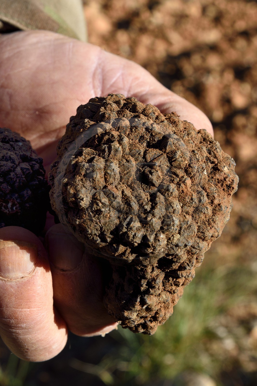 France, Var, Bauduen, Domaine du Hameau des Clos from the truffle grower Marcel Demaria, summer truffle (Tuber aestivum)
