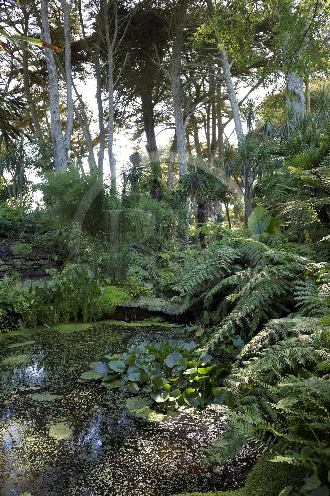 France, Finistère (29), Ile-de-Batz, jardin Georges Delaselle ou jardin colonial, jardin exotique présentant une collection botanique provenant des cinq continents
