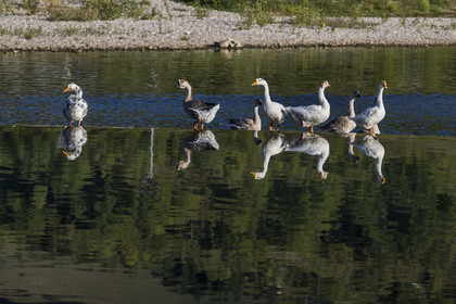 France, Aveyron (12), Millau, oies sur le petit barrage sur le Tarn
