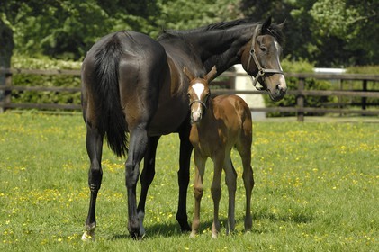 Republic of Ireland, County Kildare, Maynooth, Derrinstown Stud, a mare and her young foal