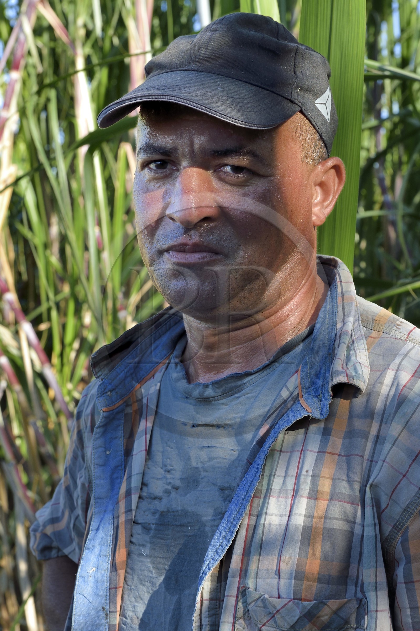 France, Ile de la Reunion, côte sud, Petite-Ile, François coupeur créole de canne à sucre dans un champ de canne à sucre