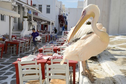 Grèce, Les Cyclades, mer Égée, île de Mykonos, Chora (Mykonos town), le pélican est devenu la mascotte de la ville