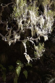 Portugal, Ile de Madère, randonnée dans La forêt de Rabaçal par la levada do Alecrim, mousse espagnole, fille de l'air ou barbe de vieillard (Tillandsia usneoides)