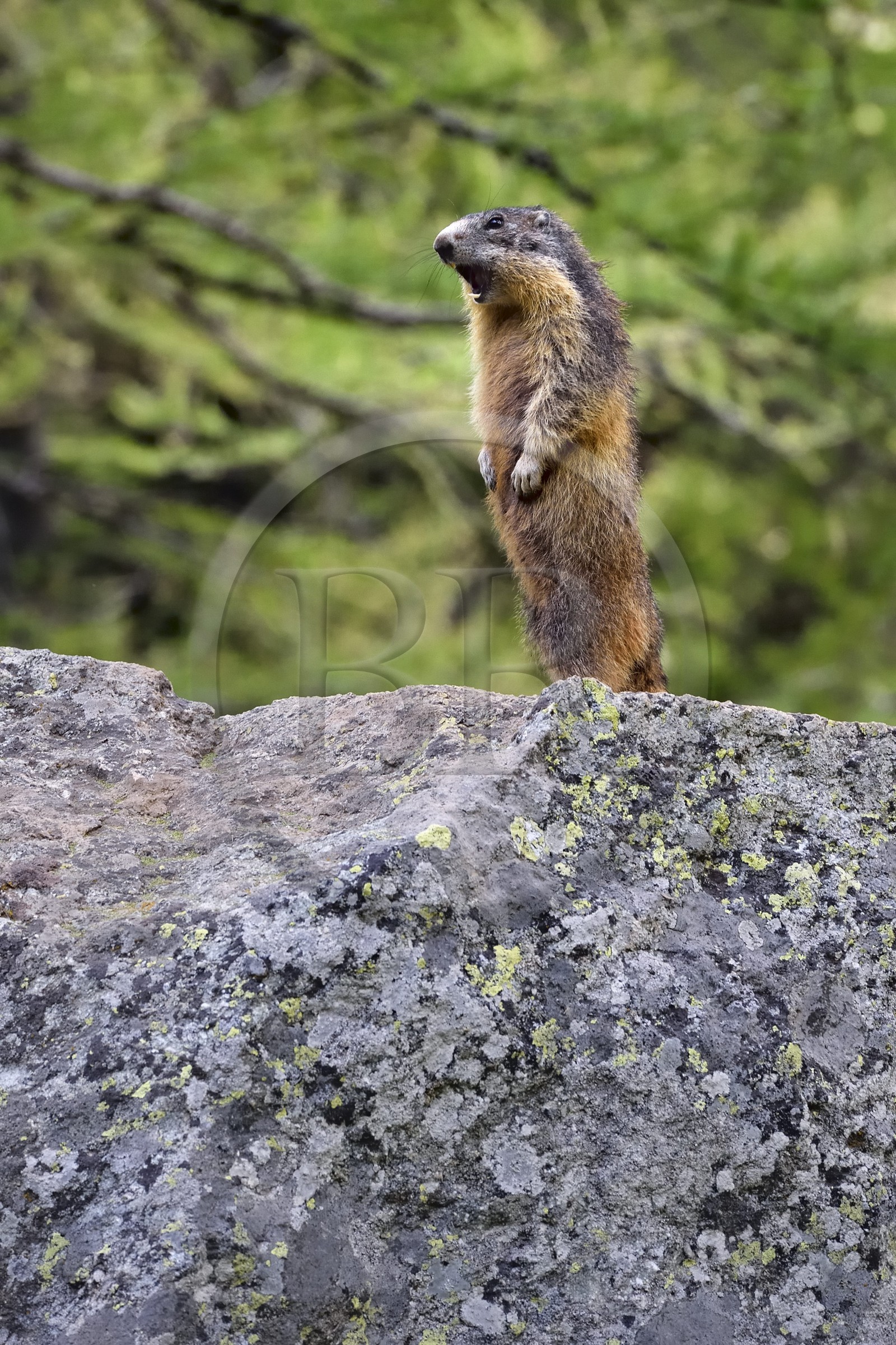 France, Alpes-Maritimes, parc national du Mercantour (Mercantour National Park), Valmasque valley, Marmot (Marmota) known as siffleux in Quebec because when there is a danger, it emits a powerful whistle to alert other marmots that will then take refuge in their burrows