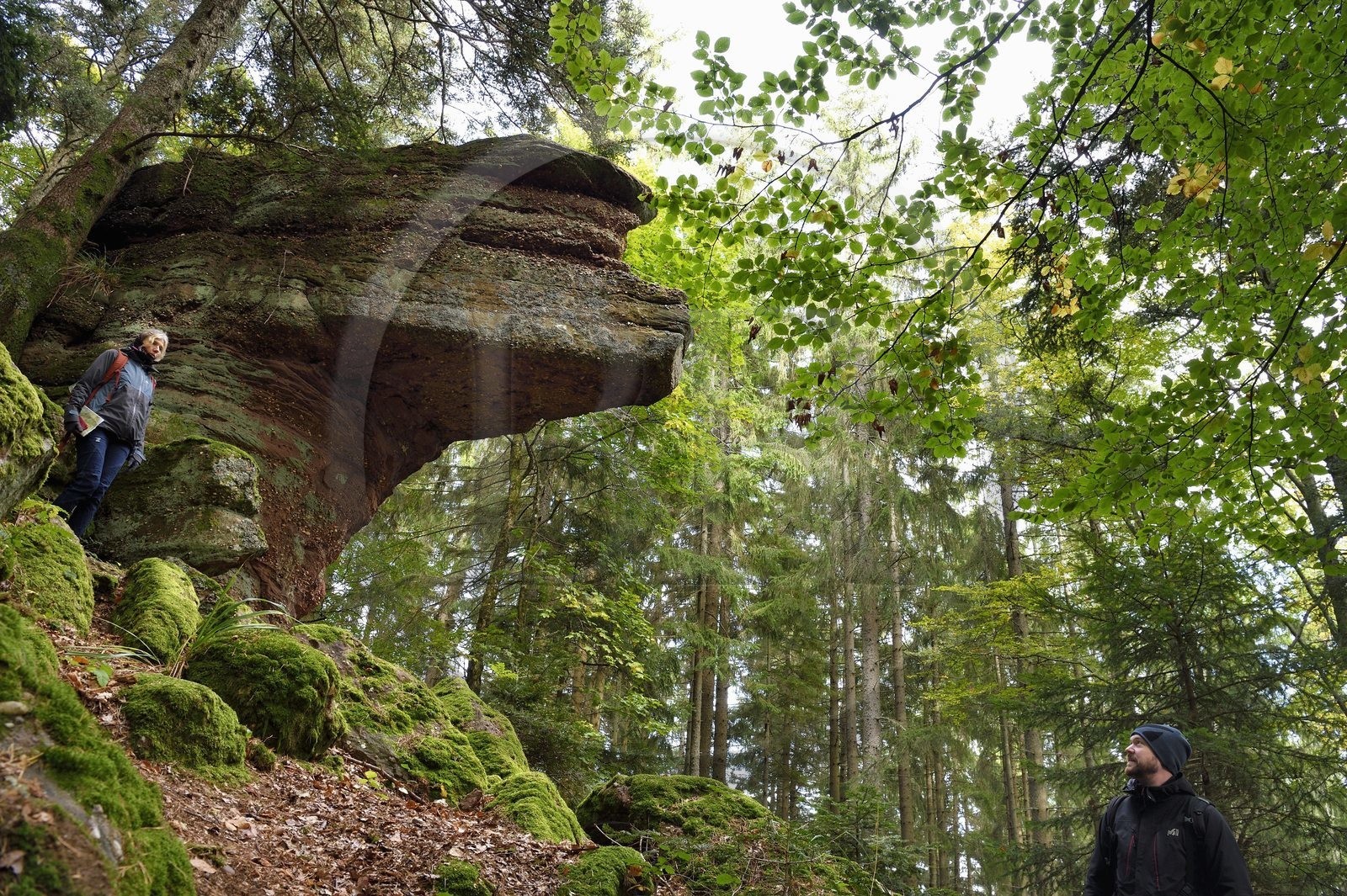 France, Haut-Rhin (68), Thannenkirch, randonnée dans le massif du Taennchel, site dit du Rocher Pointu