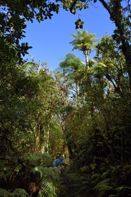France, Ile de la Reunion, Saint Benoit, Parc national de La Reunion, classé Patrimoine Mondial de l'UNESCO, foret de Bébour, fougères arborescentes sur le sentier du Piton Bébour