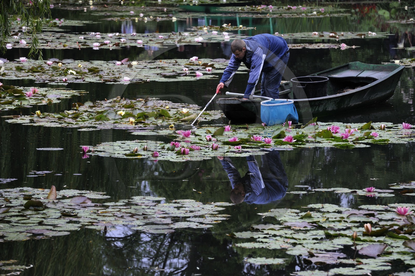 France, Eure, Giverny, Claude Monet garden, le Jardin d'Eau (Water garden)