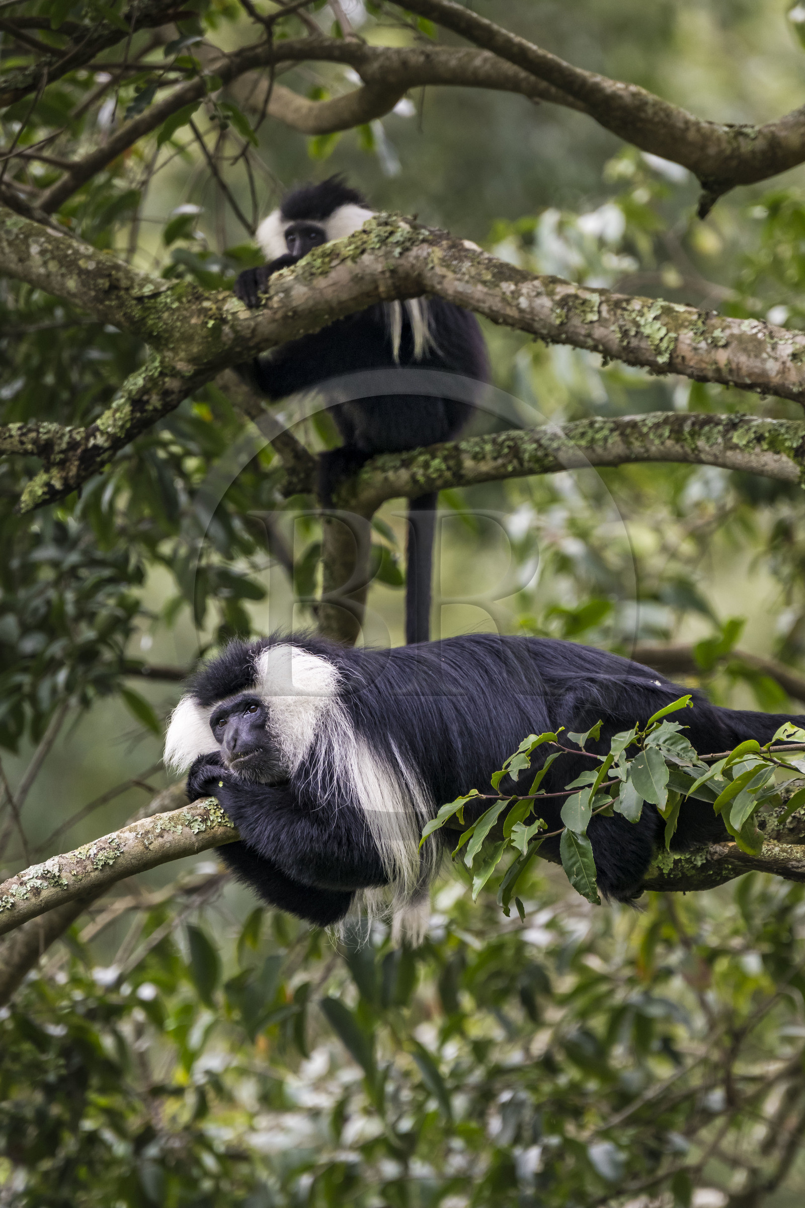 Rwanda, Western Province, Gisakura, Nyungwe National Park, Ruwenzori colobus (Colobus angolensis ruwenzorii) during a walking safari in the natural rainforest