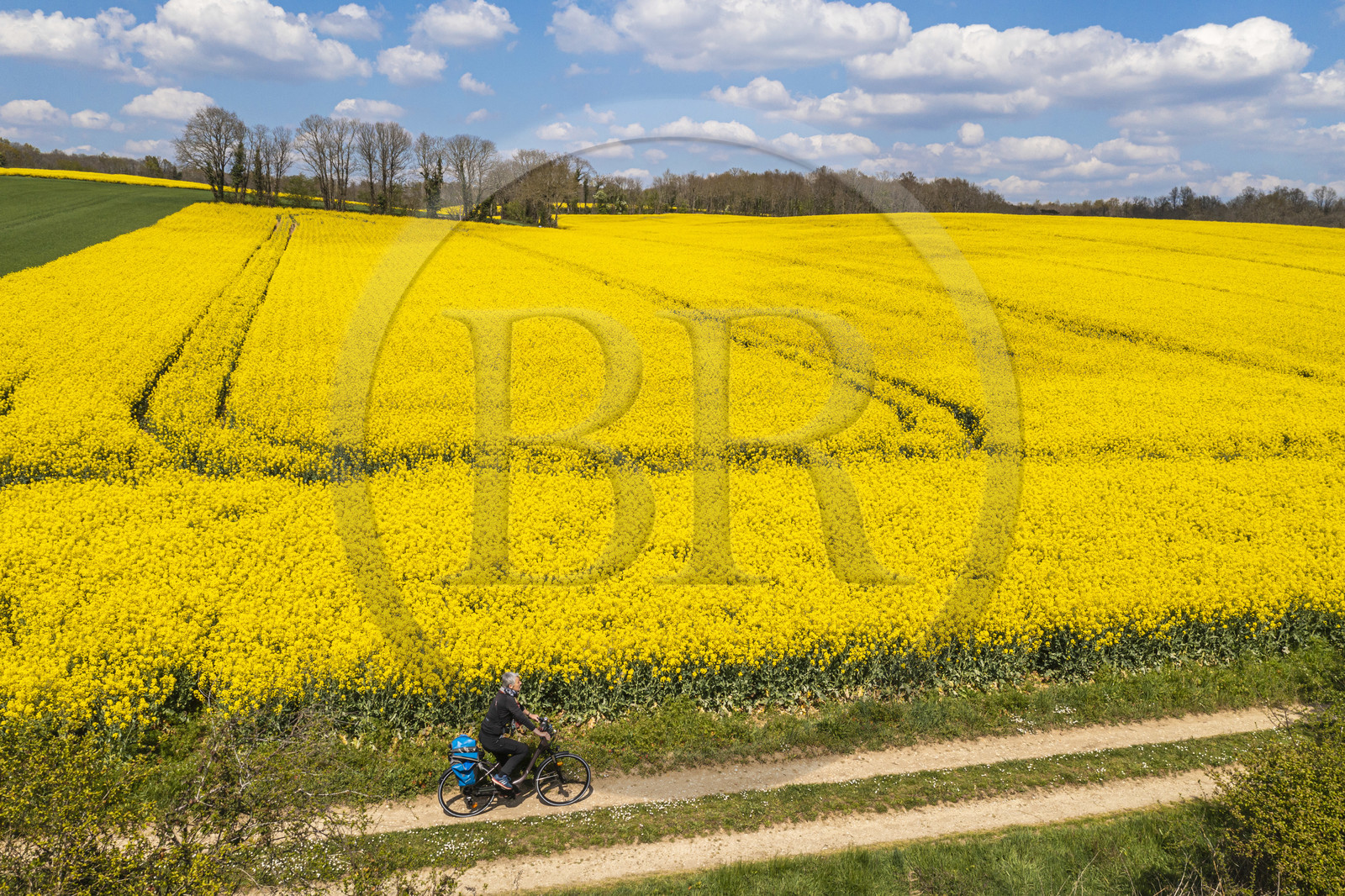 France, Charente (16), cycliste sur la Coulée d’Oc (portion de la véloroute La Flow Vélo) bordant un champ de colza en fleurs entre le village de Feuillade et Marthon (vue aérienne)