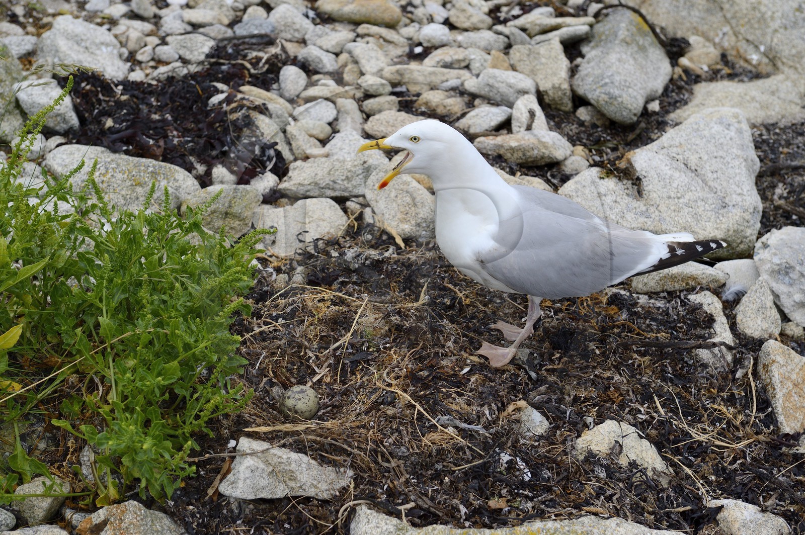 France, Finistere, La Foret Fouesnant, Glenan islands, Cigogne island, seagull