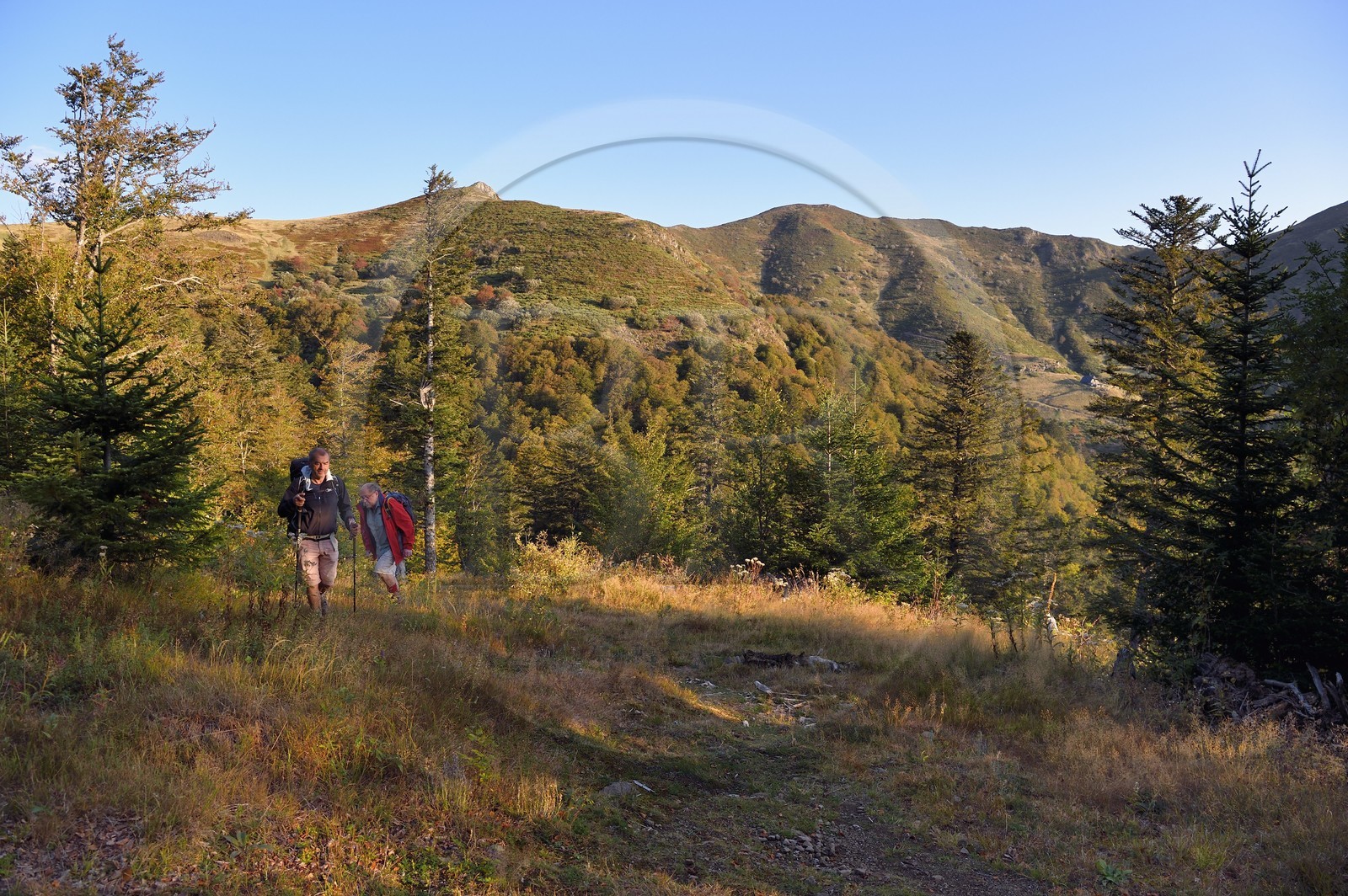 France, Cantal (15), Parc Naturel Régional des Volcans d'Auvergne, Le Lioran, montée vers le col de Rombière, randonneurs sur le chemin de Saint-Jacques de Compostelle par la Via Arverna, le Puy Bataillouse en arrière plan sur la gauche