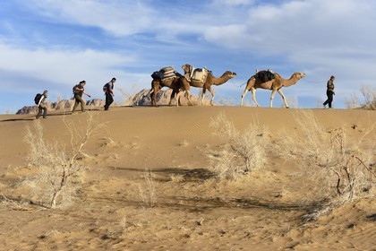 Iran, Isfahan province, Dasht-e Kavir desert, Mesr in Khur and Biabanak County, camel train in a camel trek