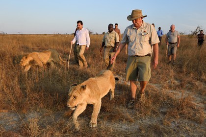 Zimbabwe, Midlands Province, Gweru, Antelope Park home to ALERT (African Lion and Environmental Research Trust), lion walk through the bush, the managing director Gary Jones