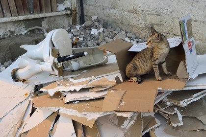 Sultanat d'Oman, Mascate, vieux Mascate, Muttrah, chat dans une décharge sauvage