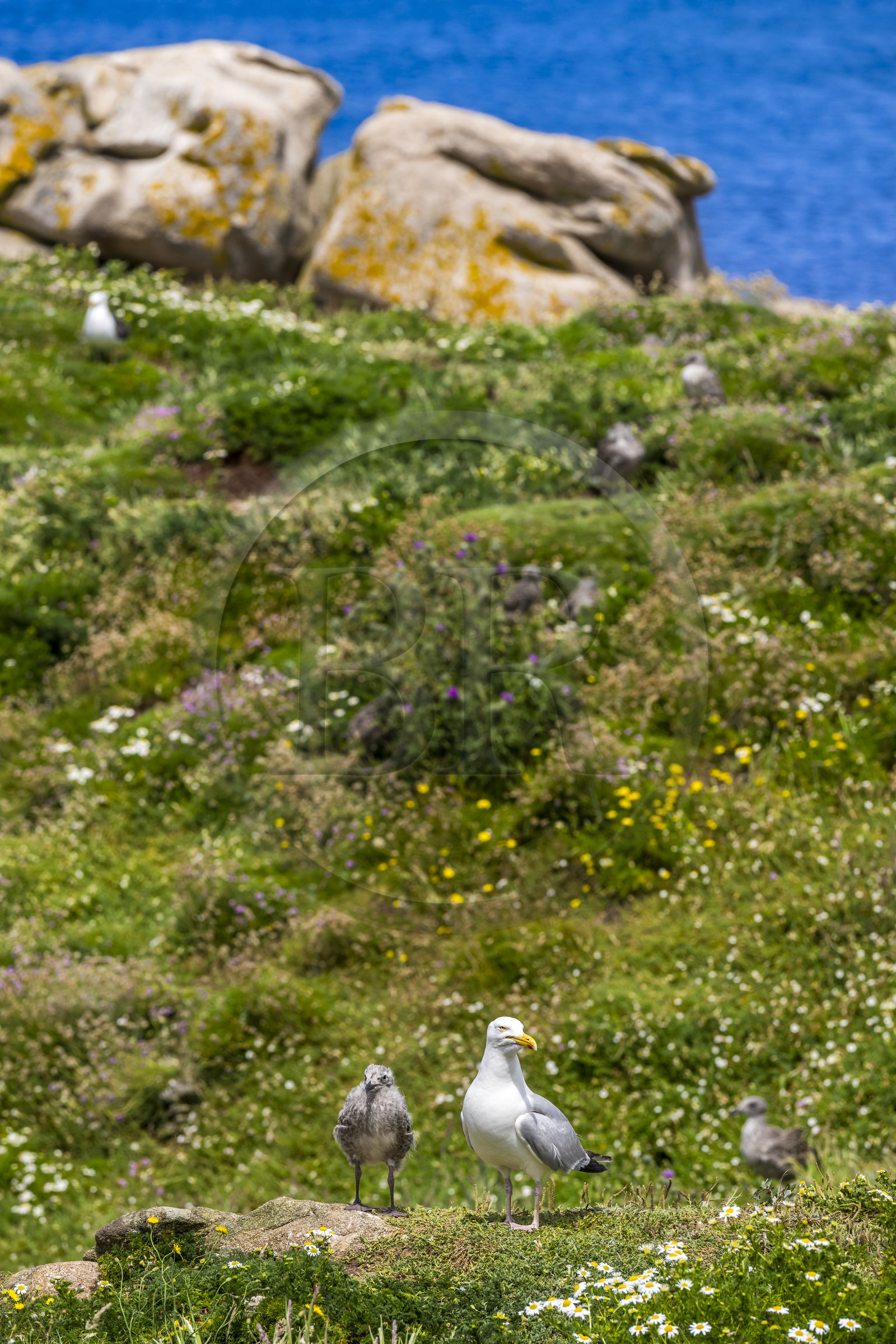France, Finistère (29), Pays des Abers, Ile Vierge dans l'archipel de Lilia, de très nombreux goélands peuple l'île en période de nidification